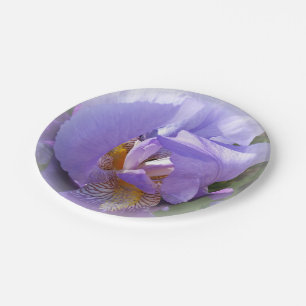 Assiettes En Carton iris pourpre
