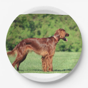Assiettes En Carton irish-setter-full 2