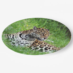 Assiettes En Carton Jaguar