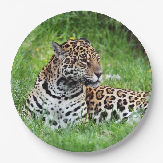 Assiettes En Carton Jaguar (Devant)