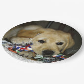 Assiettes En Carton Jaune de laboratoire LR avec jouet (Angle)