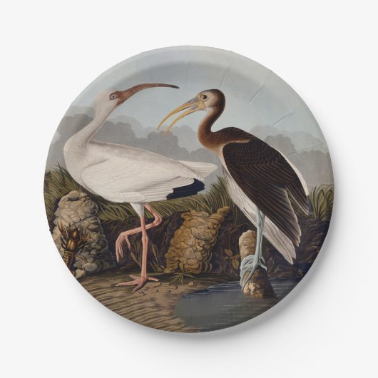 Assiettes En Carton John James Audubon White Ibis Bird Print Classic (Devant)