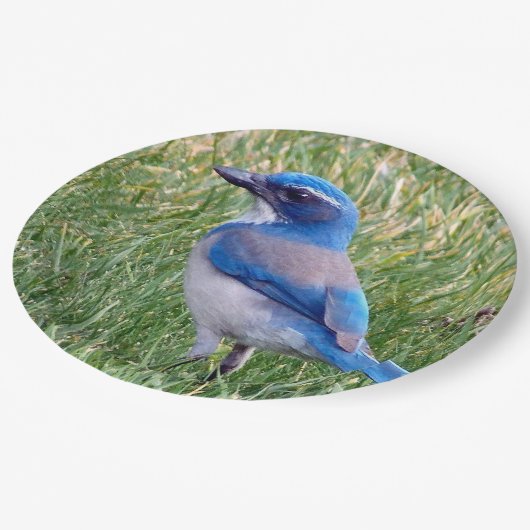 Assiettes En Carton Joli Blue Scrub Jay Bird Photo (Angle)