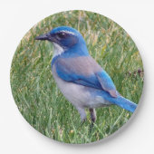 Assiettes En Carton Joli Blue Scrub Jay Bird Photo (Devant)