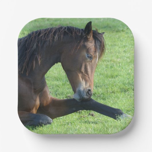 Assiettes En Carton Joli Cheval Brown allongé dans l'herbe (Recto)
