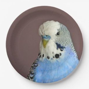 Assiettes En Carton Jolie prise bleue