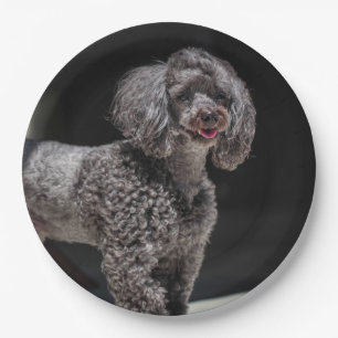 Assiettes En Carton Jolie tête de chien de caniche noir sourire souri