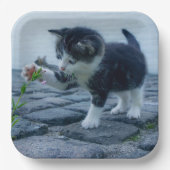 Assiettes En Carton Kitten (Recto)