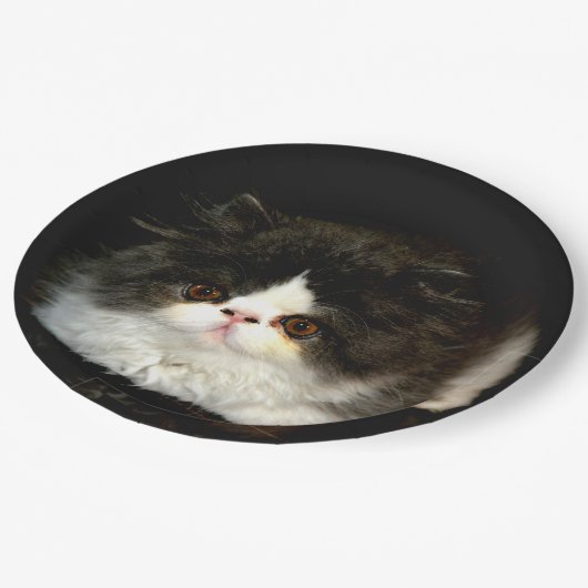 Assiettes En Carton Kitten noir et blanc (Angle)