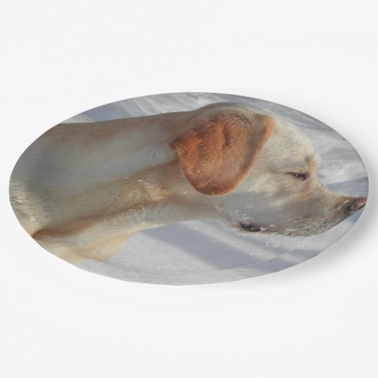 Assiettes En Carton laboratoire jaune 4 (Angle)