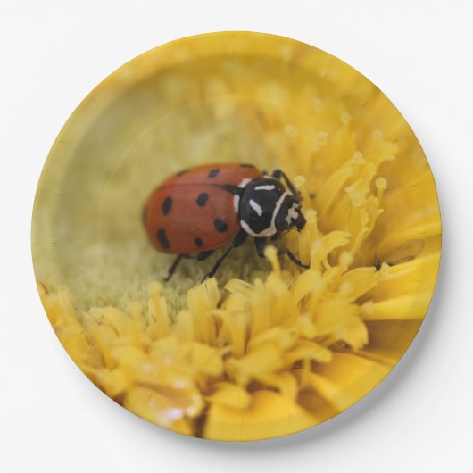 Assiettes En Carton Ladybug (Devant)