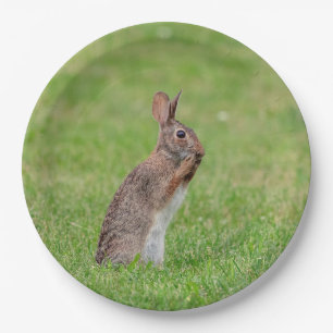 Assiettes En Carton Lapin debout dans l'herbe et l'air timide