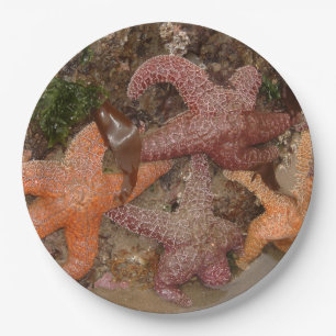 Assiettes En Carton Les étoiles de mer/étoiles de mer dans le canon
