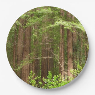 Assiettes En Carton Les séquoias au monument national de Muir Woods