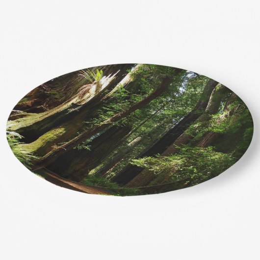 Assiettes En Carton Les séquoias et les fougères du parc national Redw (Angle)