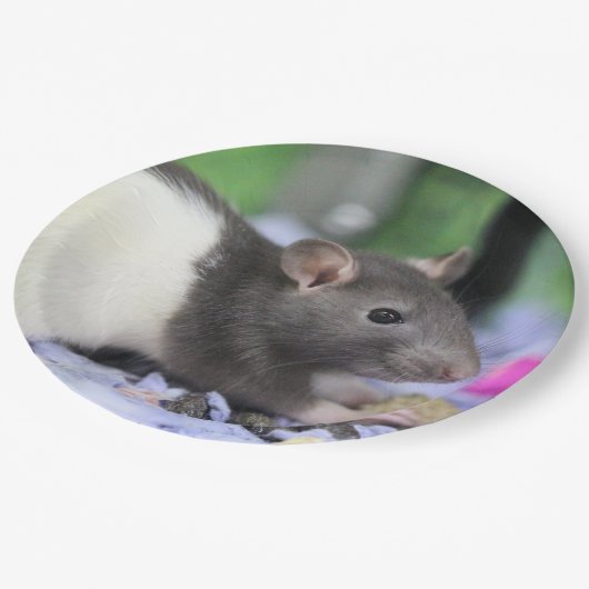 Assiettes En Carton Lil rat (Angle)