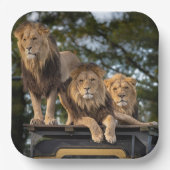 Assiettes En Carton Lion (Recto)