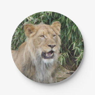 Assiettes En Carton Lion africain