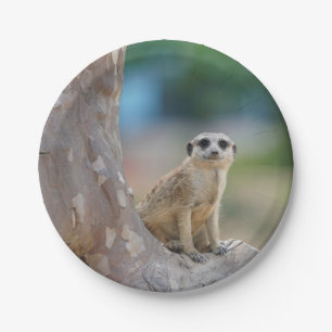 Assiettes En Carton Meerkat SAT sur l'arbre