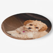 Assiettes En Carton Mélange de caniche de bébé ou chiot maltais de (Angle)