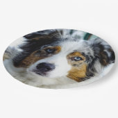 Assiettes En Carton merle bleu 3 de berger australien (Angle)