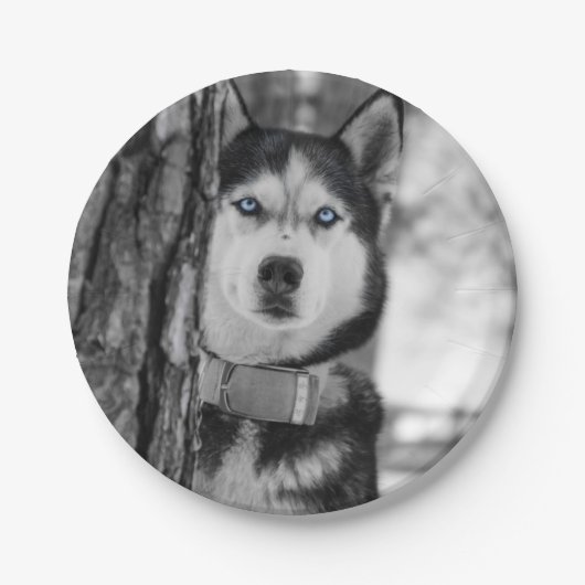 Assiettes En Carton Mes yeux de bleus layette (Devant)