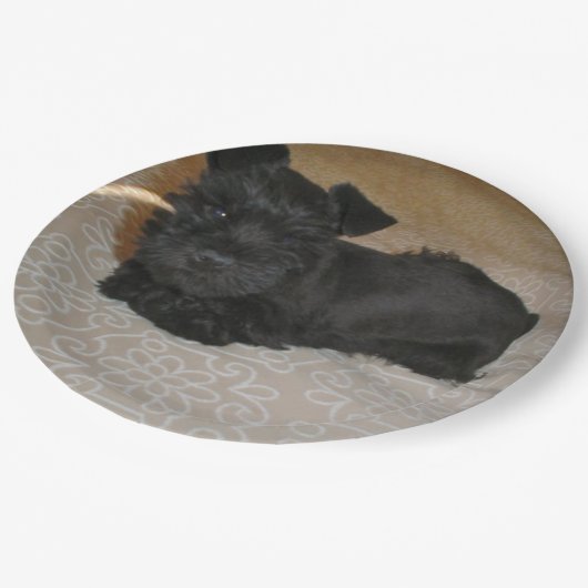 Assiettes En Carton mini chiot de schnauzer (Angle)