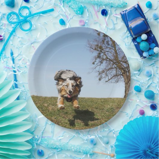 Assiettes En Carton Miniature American Shepherd Blue Merle Jumping (Fête)