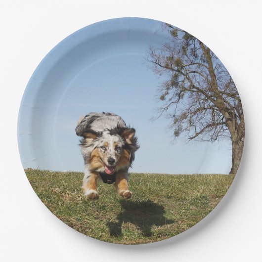 Assiettes En Carton Miniature American Shepherd Blue Merle Jumping