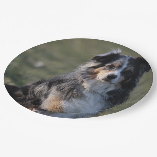 Assiettes En Carton Miniature American Shepherd Blue Merle Sitting (Angle)