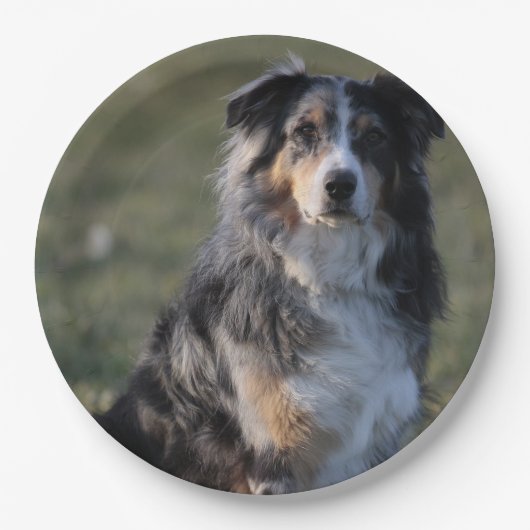 Assiettes En Carton Miniature American Shepherd Blue Merle Sitting