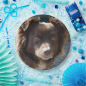 Assiettes En Carton Miniature American Shepherrd Red Tri (Fête)