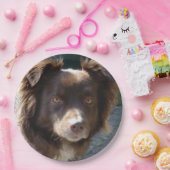 Assiettes En Carton Miniature American Shepherrd Red Tri (Fête)