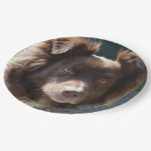 Assiettes En Carton Miniature American Shepherrd Red Tri (Angle)