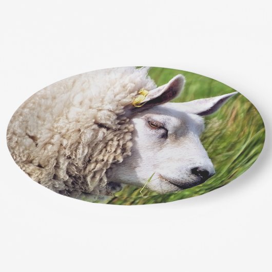 ASSIETTES EN CARTON MOQUETTE (Angle)