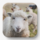 Assiettes En Carton Mouton (Recto)