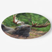 Assiettes En Carton Oie (Angle)