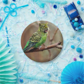 Assiettes En Carton Oiseau-chat (Fête)