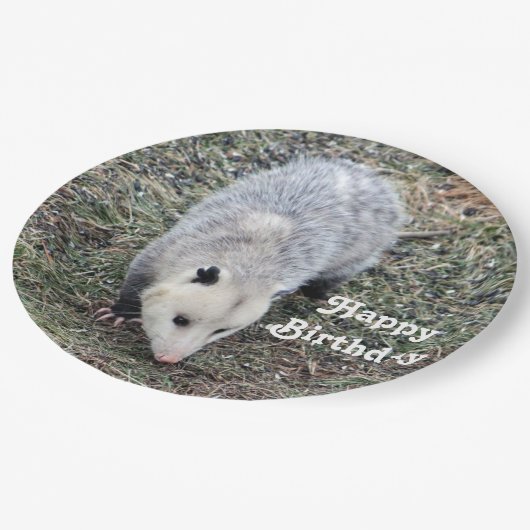 Assiettes En Carton Opossum Photo Anniversaire (Angle)