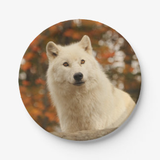 Assiettes En Carton Optimisme