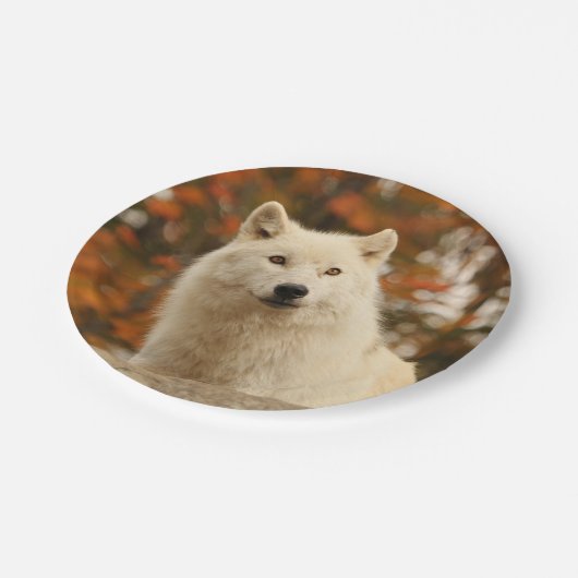 Assiettes En Carton Optimisme (Angle)