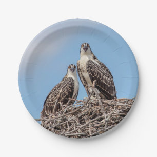 Assiettes En Carton Osprey juvénile dans le nid