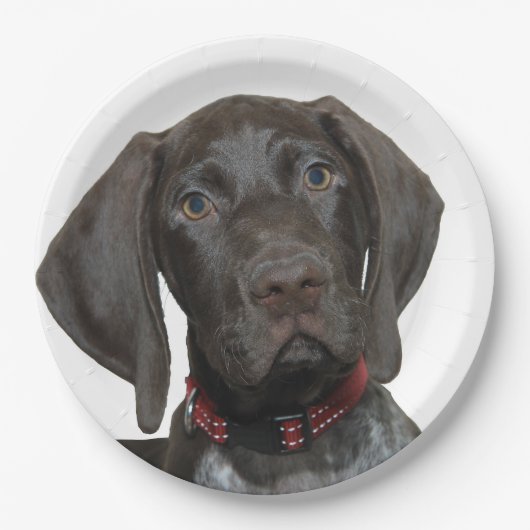 Assiettes En Carton Ours gris brillant (Devant)