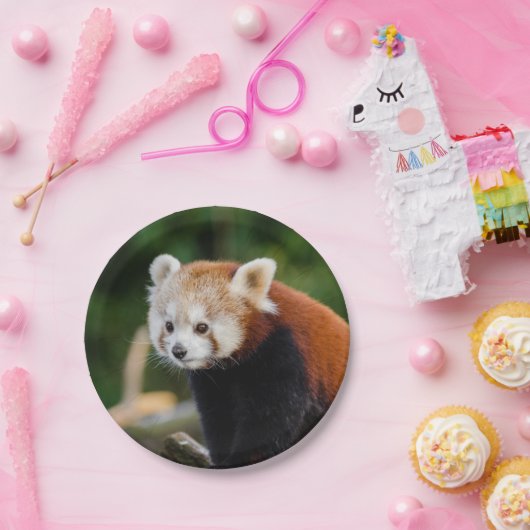 Assiettes En Carton Ours Panda Rouge (Fête)