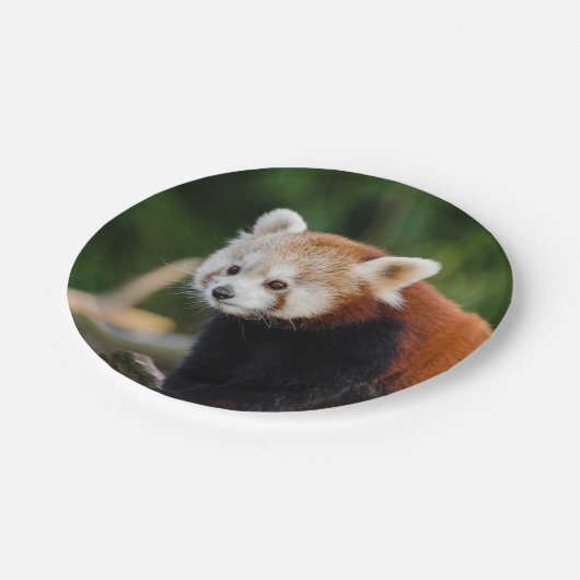 Assiettes En Carton Ours Panda Rouge (Angle)