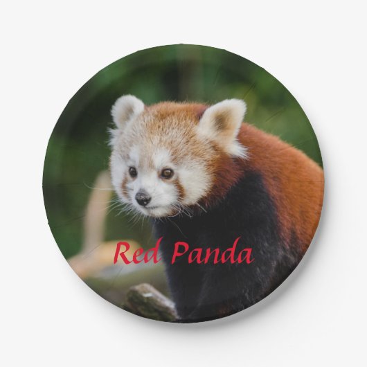 Assiettes En Carton Ours Panda Rouge (Devant)