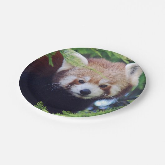 Assiettes En Carton Panda rouge (Angle)