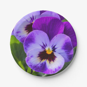 Assiettes En Carton Pansy Pansy, un pong géant, remplit ça