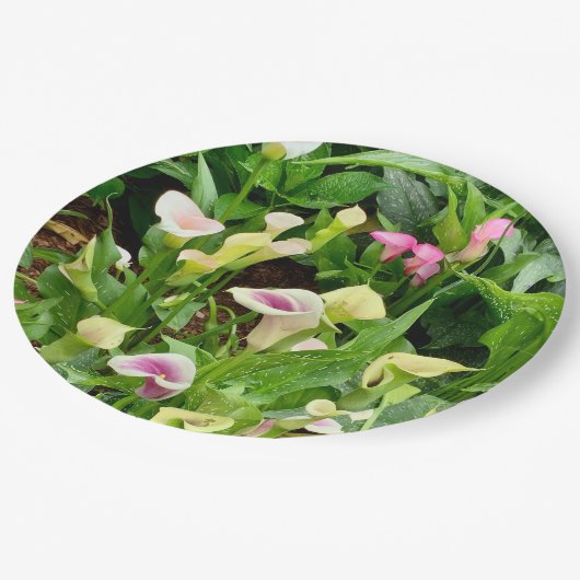 Assiettes En Carton papier lily (Angle)