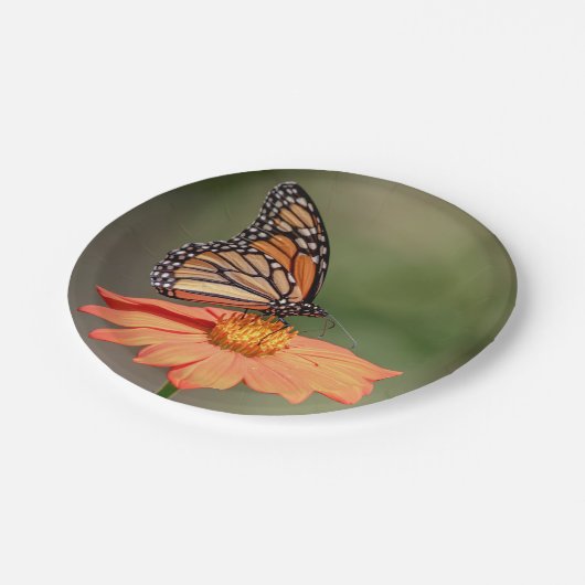 Assiettes En Carton Papillon Monarque sur une fleur d'orange (Angle)